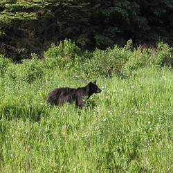 IMG_0275a.JPG