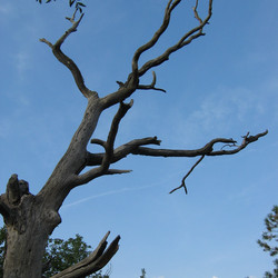 IMG_0012.JPG