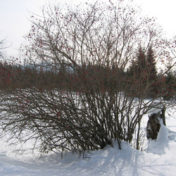 IMG_0016.JPG