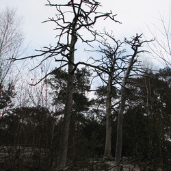 IMG_0003.JPG